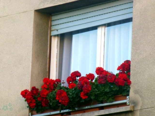 Balcón con flores - mini jardín